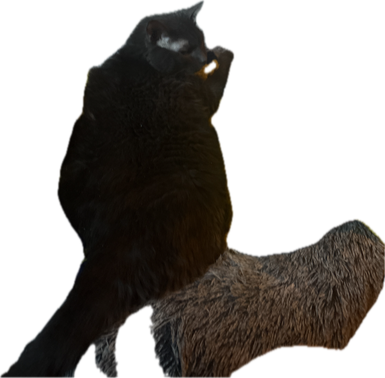 Black Cat