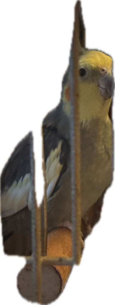 Cockatiel