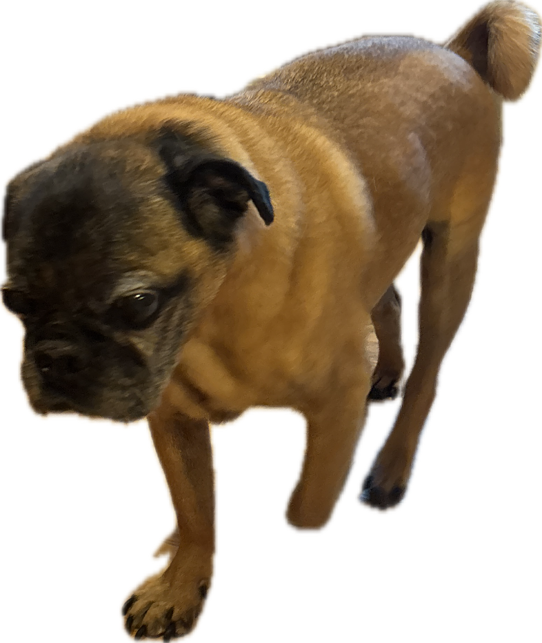 Pug