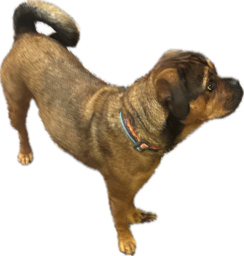 Boxer, a recorded specimen