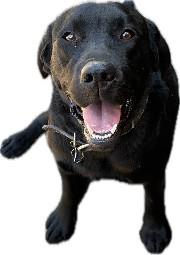 Labrador Retriever, a captured specimen