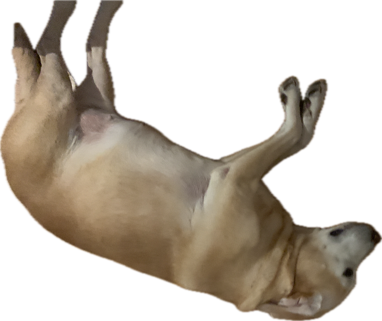 Jack Russell Terrier, a captured specimen