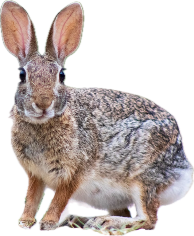 Cottontail