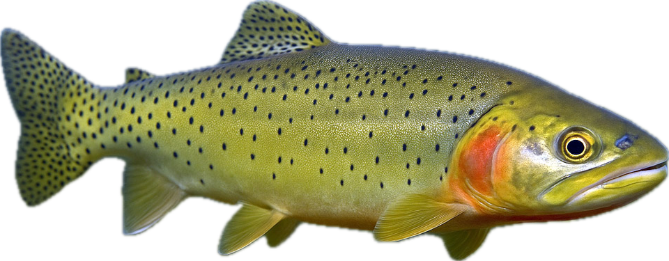 Cutthroat Trout