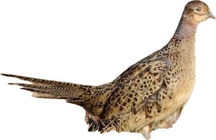 Female Pheasant