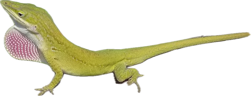 Green Anole