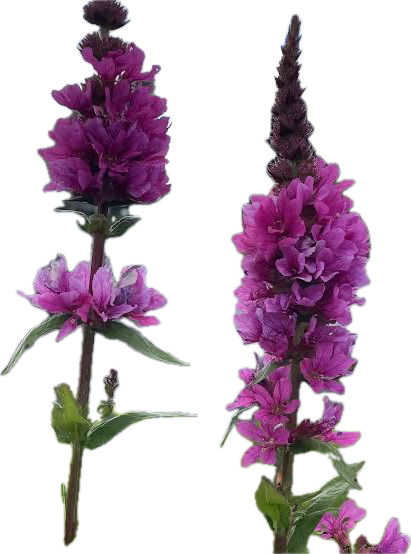 Lythrum, a recorded specimen