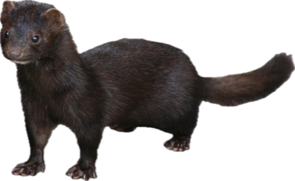 Mink