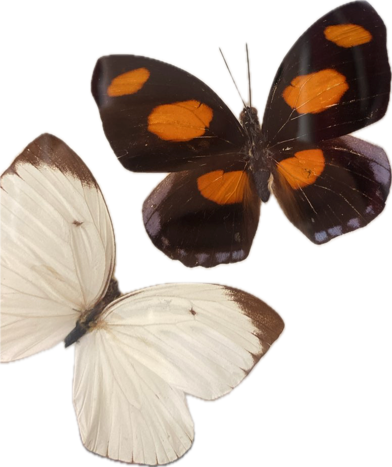 Red Postman Butterfly