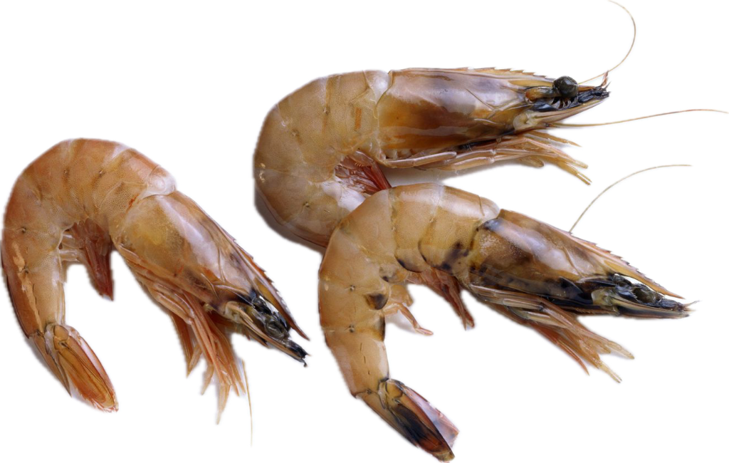 Shrimp