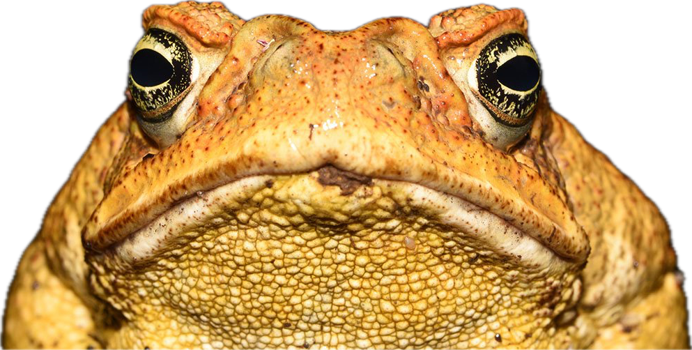 Toad, a recorded specimen